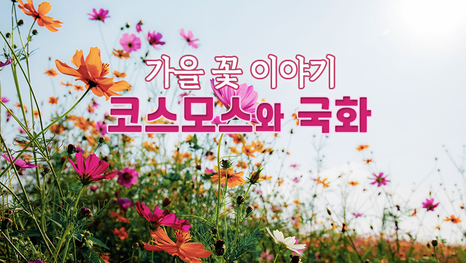 Read more about the article 가을 꽃 코스모스와 국화의 이야기