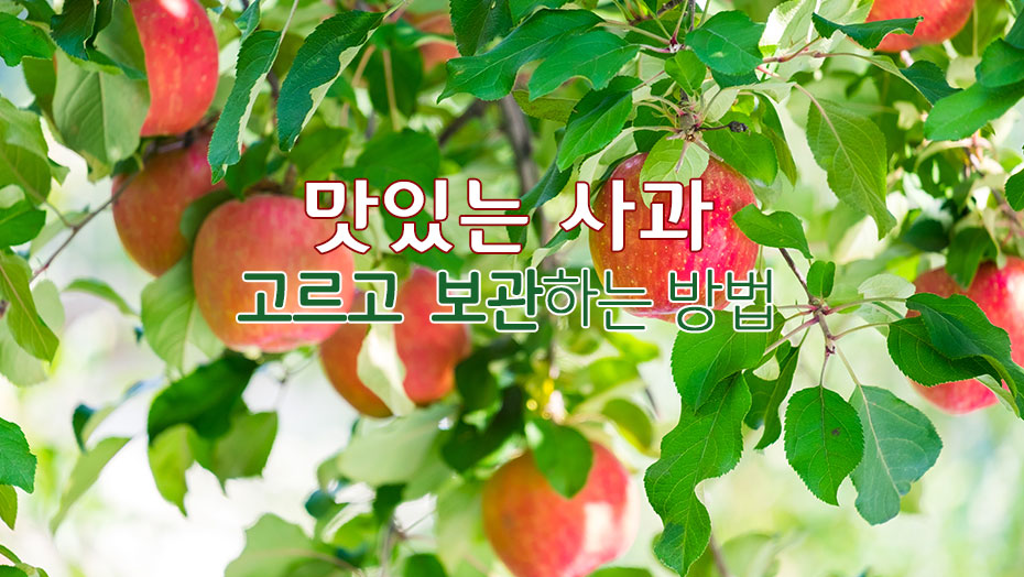 Read more about the article 맛있는 사과를 고르고 보관하는 방법