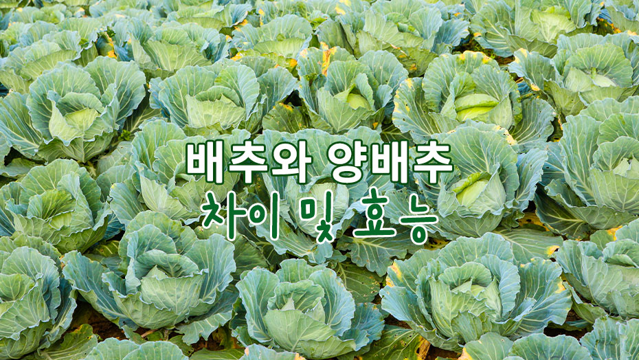 Read more about the article 배추와 양배추 차이 및 효능